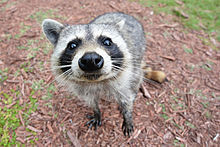 Raccoon 