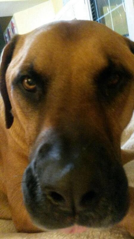 Duke