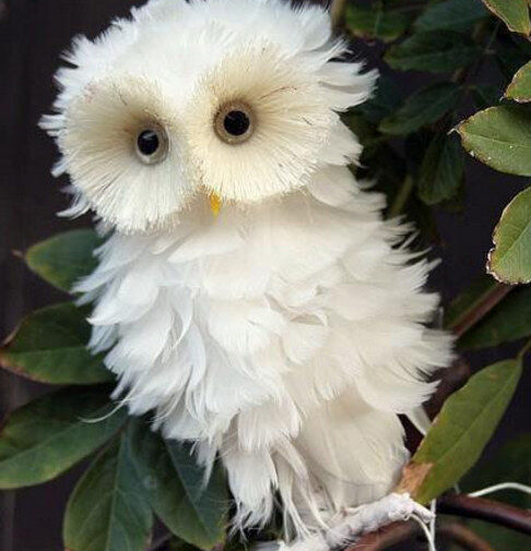 Snowy White Owls