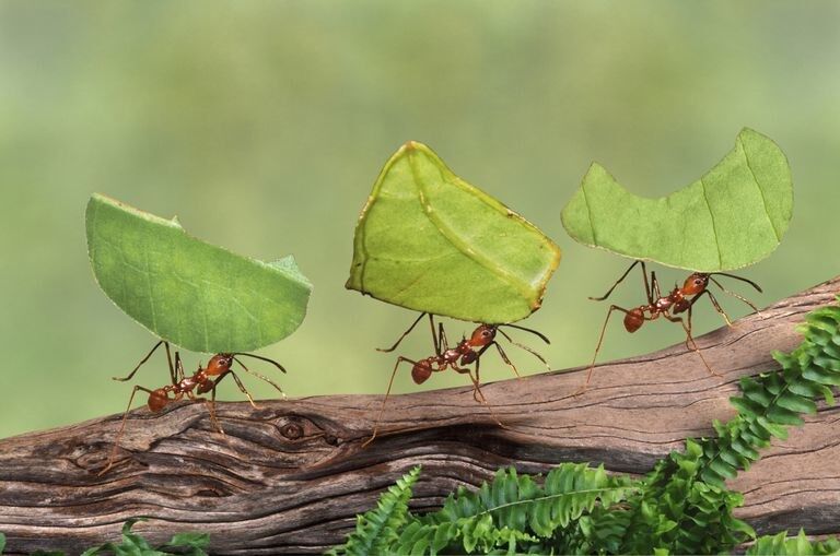 the ant
