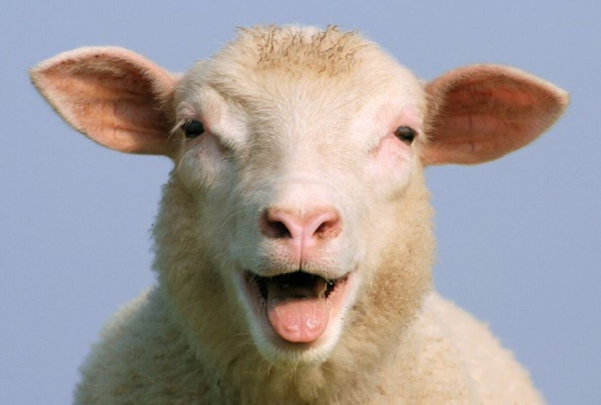 Counting Sheep