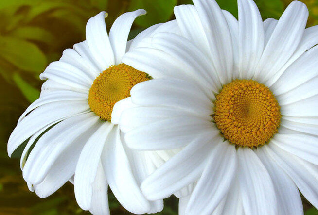 Oops A Daisy