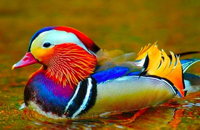 An Exotic Masterpiece