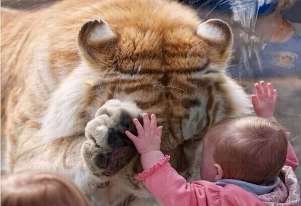 Eye of the Tiger Cub