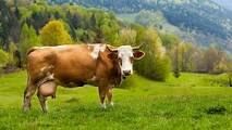 Grass Fed