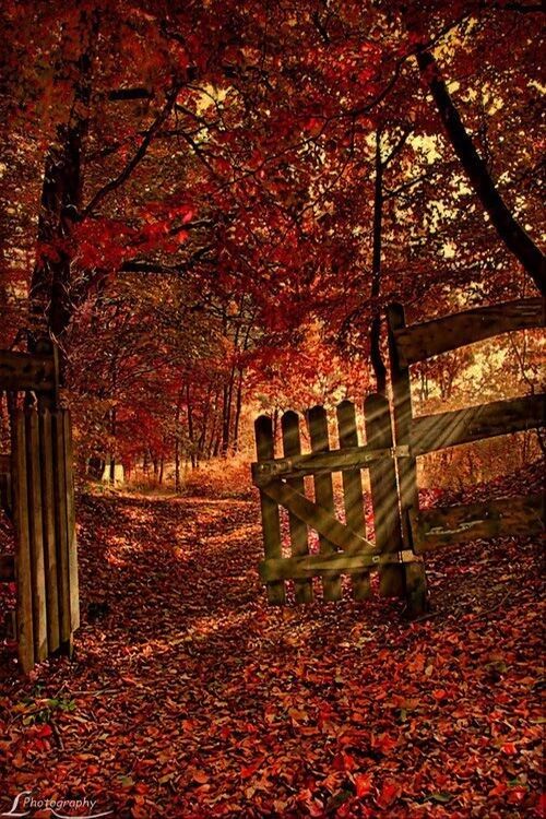 BLUES OF AUTUMN. By Jude kyrie