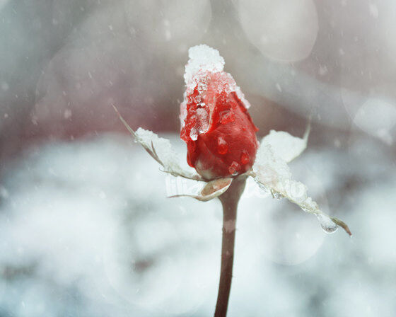 The Winter Rose