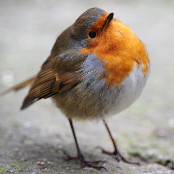 Is Bobby a Robin?