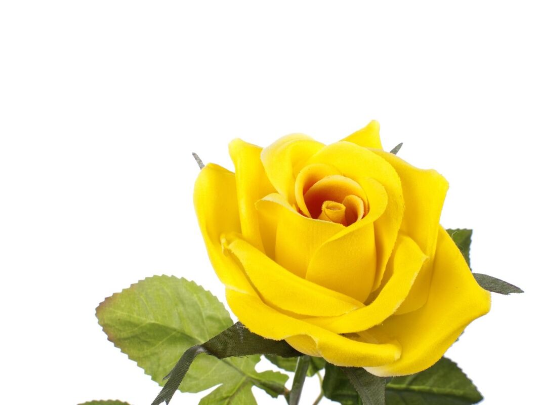 A Single Yellow Rose