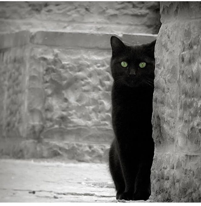 A Strange Black Cat