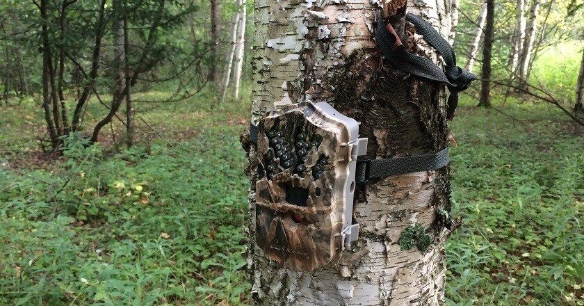 Forest Photo Booth
