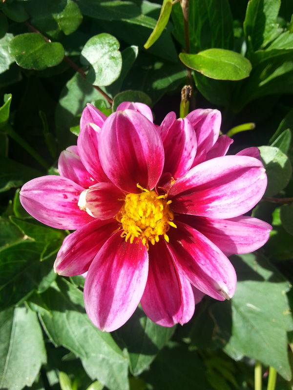 I was never young with you