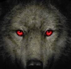 The Wolf