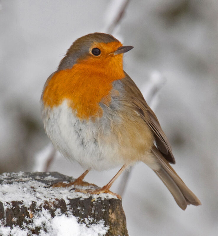 Robin 