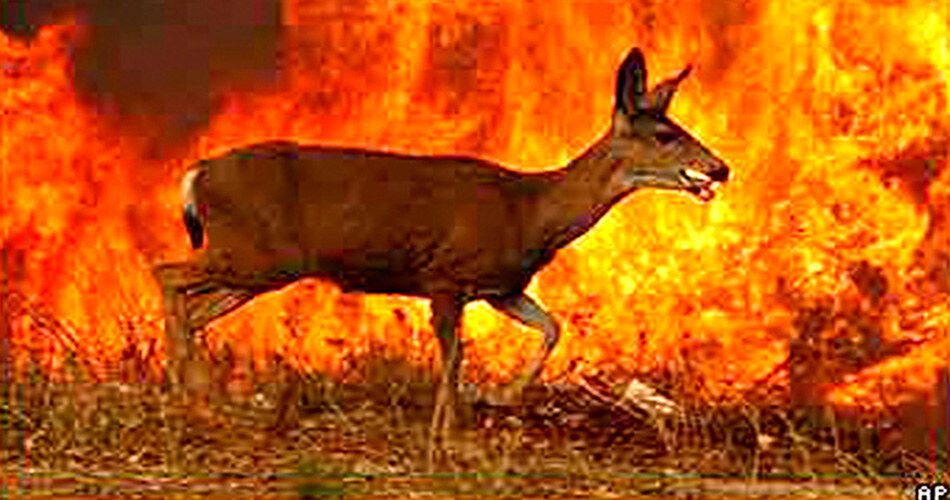 CALIFORNIA FLAMES 
