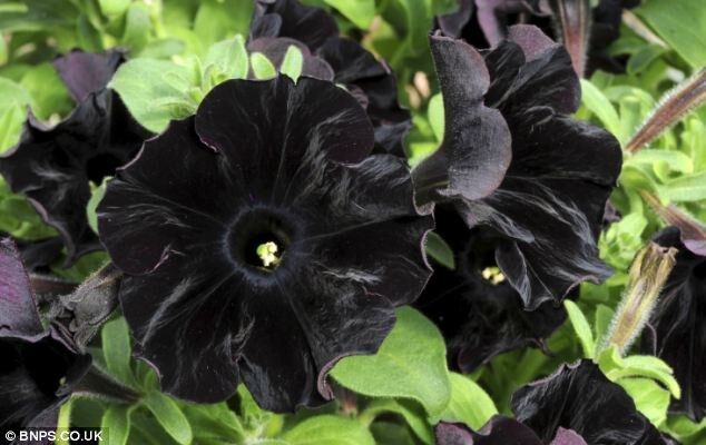 Pitch Obsidian posy