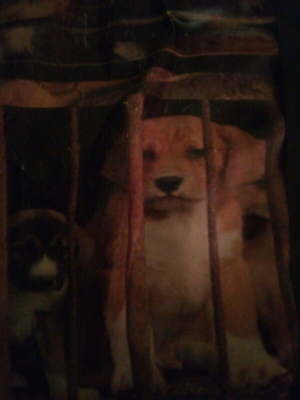 HIDDEN (DOG/CAT MEAT TRADE)