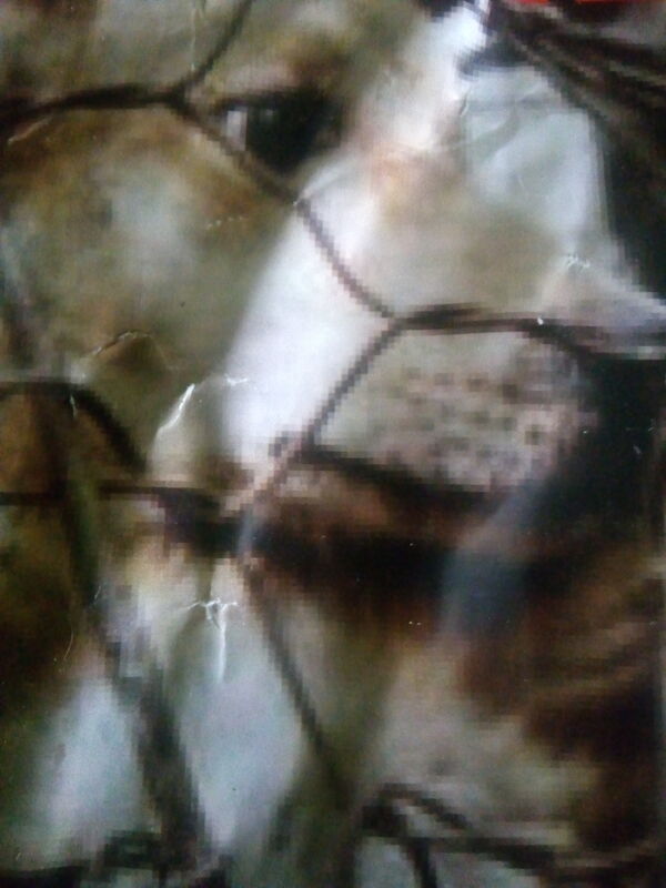 ROCKABYE....DOG/CAT MEAT TRADE