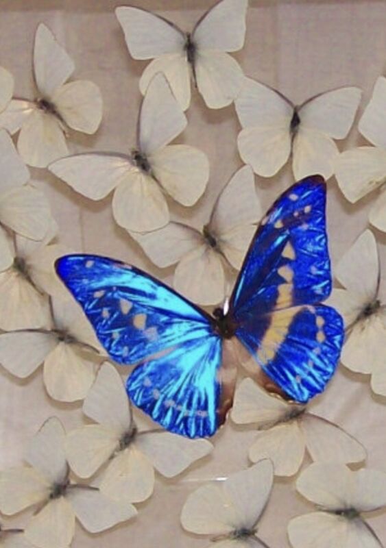 Be a Blue Butterfly