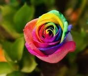 Philosophy of the Rose