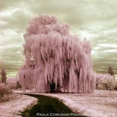 Weeping Willow