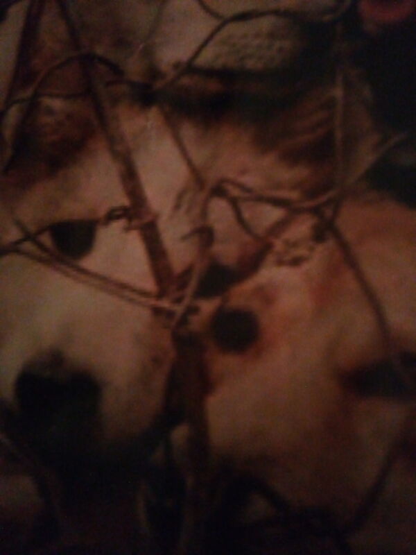 REALITY (DOG/CAT MEAT TRADE)