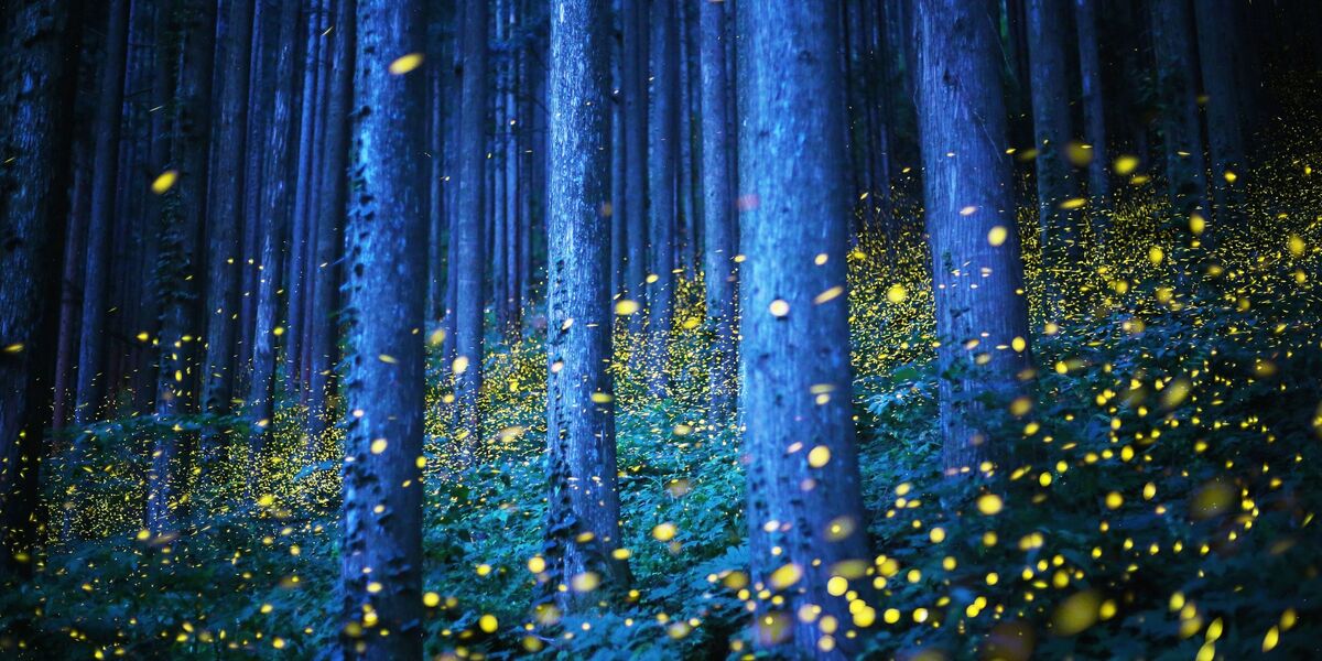 FireFly