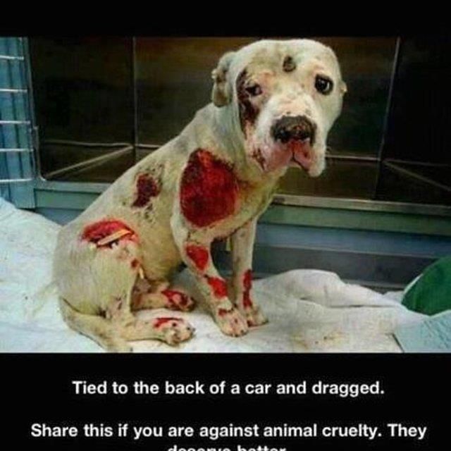 Fight for Animal Rights 