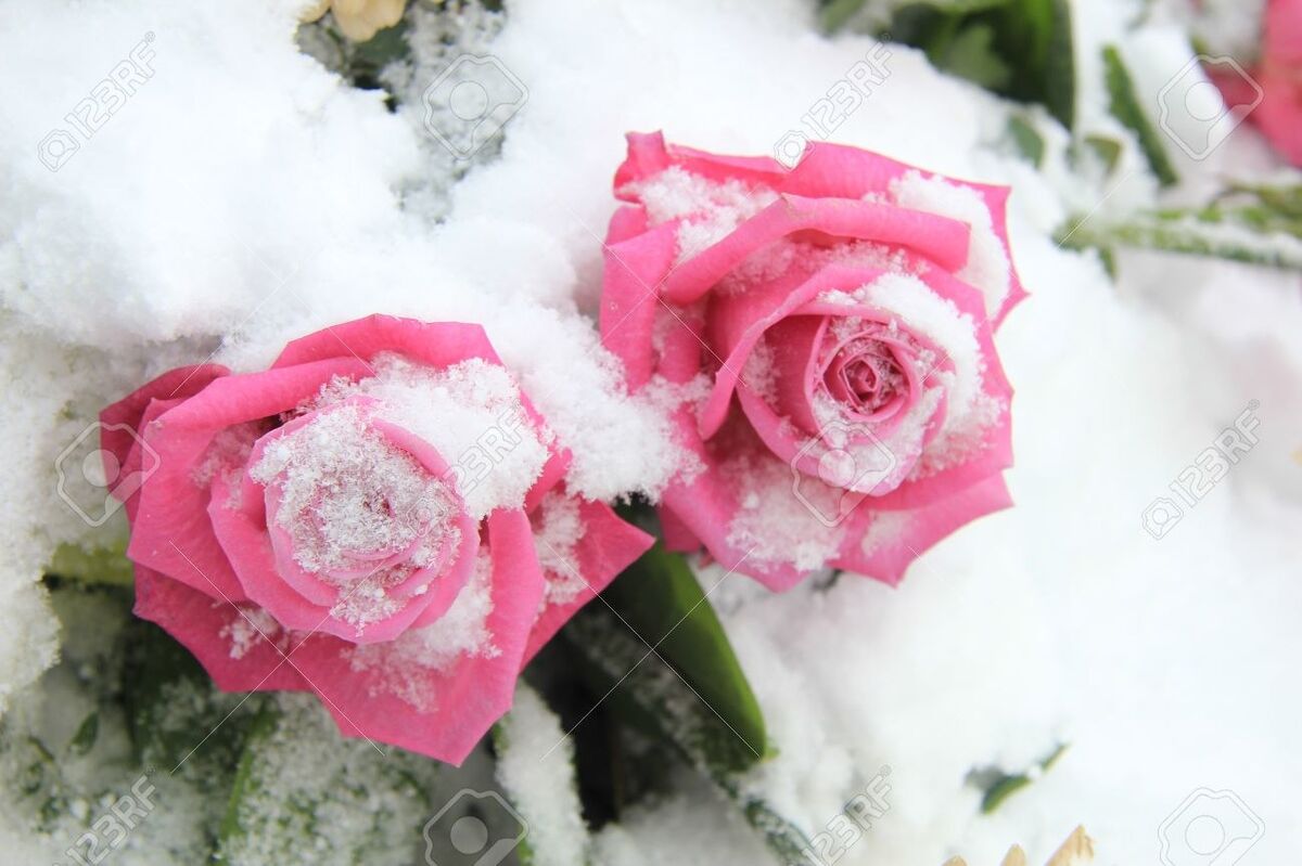 The Winter Rose