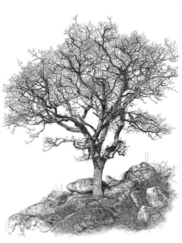 Quercus Agrifolia (Coastal Live Oak)