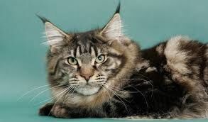 Prince Of A Cat - Ninth Life Long Since Spent