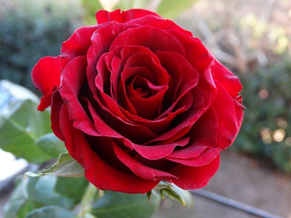 A Faded Rose