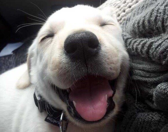 Happy