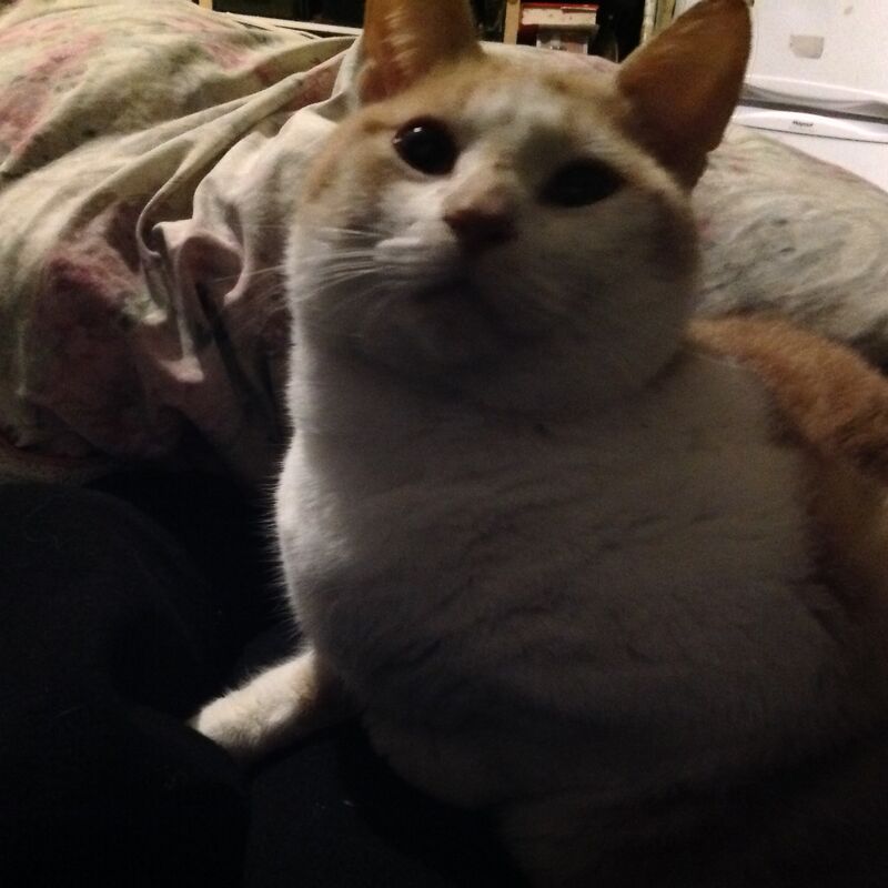 My cat Boo