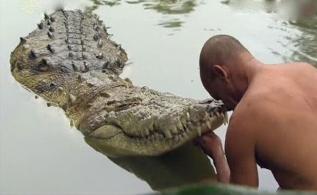 How the crocodile got his smile