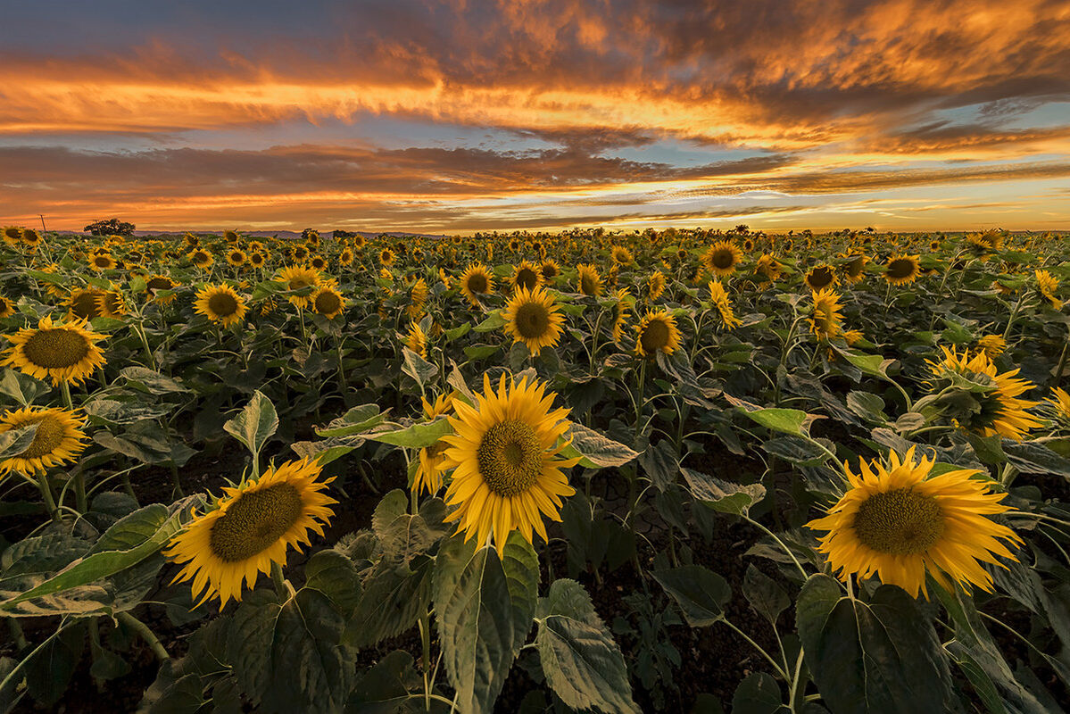 My Sunflower My Sunflower