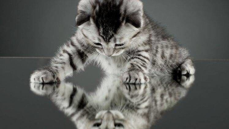 Reflection