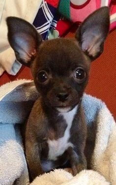 My Gidget & Me: A poetic tribute to my canine companion