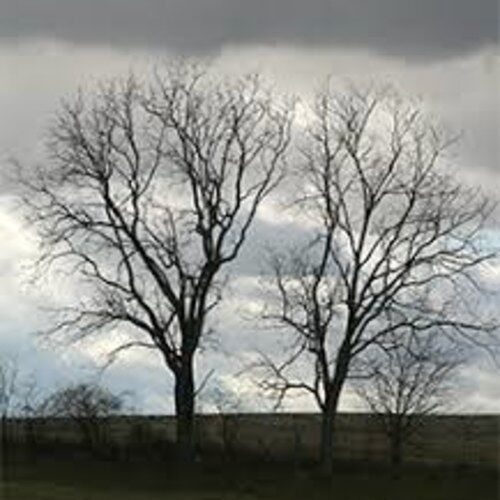 THE TREES ARE OUR FRIENDS