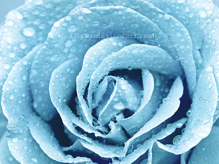Winter's Rose