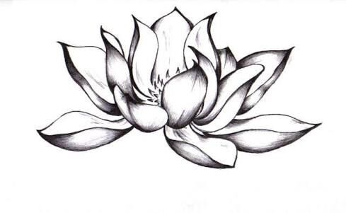 The Lotus