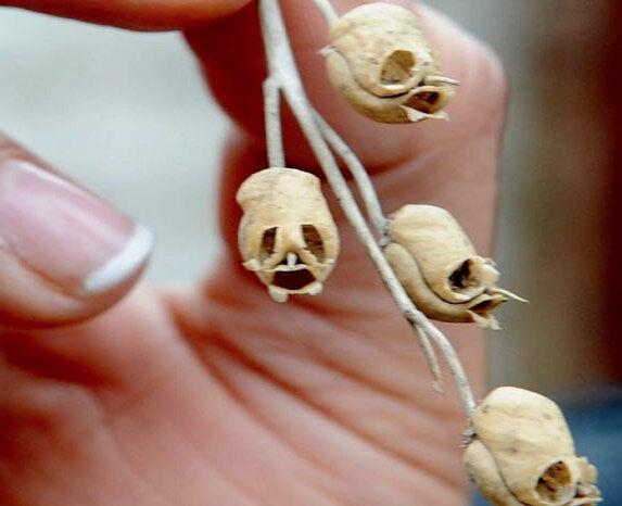 Newly Discovered Shrunken Heads