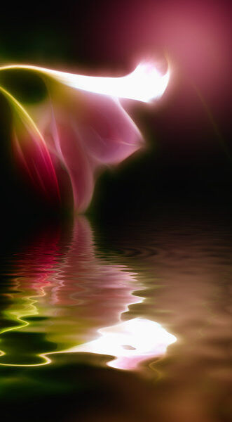 Hypoxia Lilies