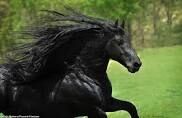 Frederick The Horse