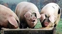 Pig Slop