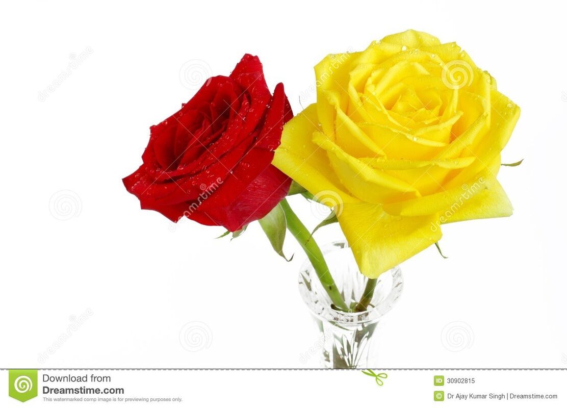 HAPPY VALENTINE'S DAY ROSE