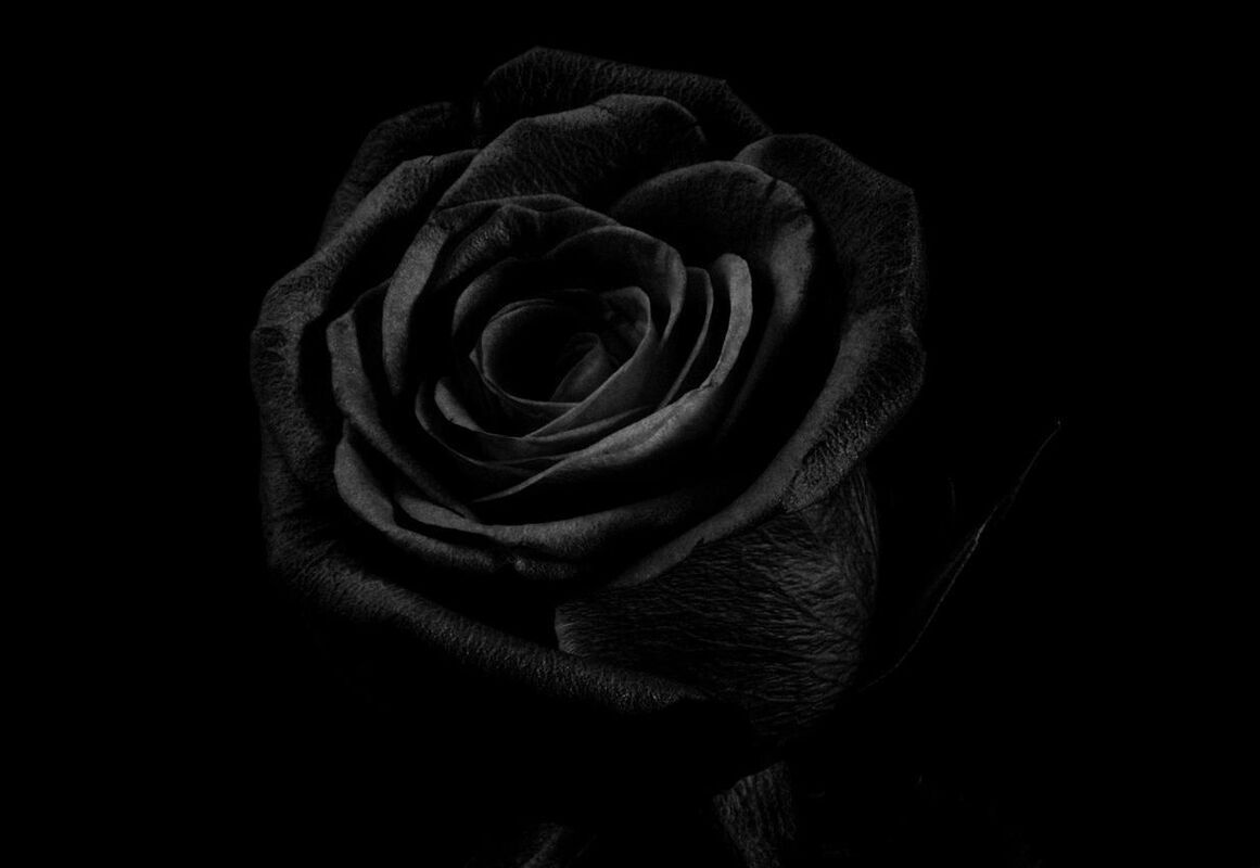 Black Rose