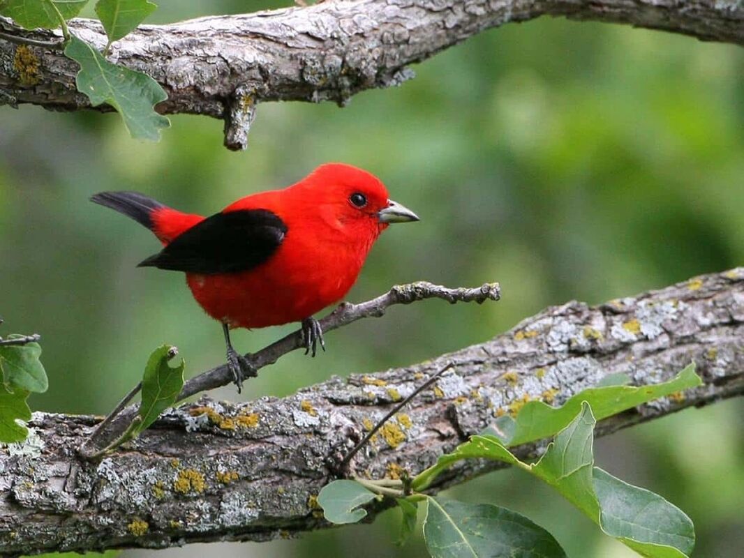 Songbird ..by Jude kyrie