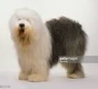 Just An Old Sheep Dog