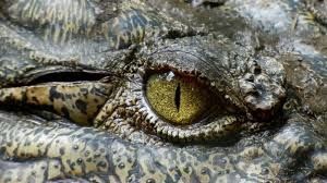 The Dog And The Crocodile